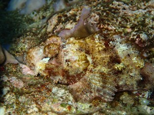 沖縄青の洞窟ダイビングショップ【マリンクラブクレアブログ】