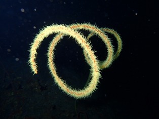 沖縄青の洞窟ダイビングショップ【マリンクラブクレアブログ】