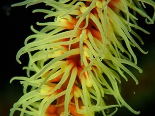 沖縄青の洞窟ダイビングショップ【マリンクラブクレアブログ】