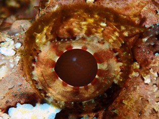 沖縄青の洞窟ダイビングショップ【マリンクラブクレアブログ】