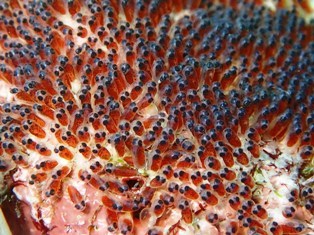 沖縄青の洞窟ダイビングショップ【マリンクラブクレアブログ】