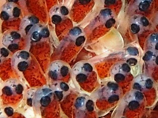 沖縄青の洞窟ダイビングショップ【マリンクラブクレアブログ】