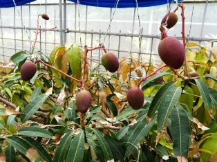 沖縄青の洞窟ダイビングショップ【マリンクラブクレアブログ】