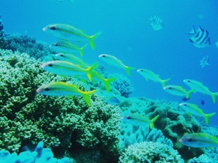 沖縄青の洞窟ダイビングショップ【マリンクラブクレアブログ】