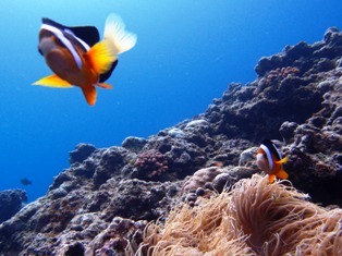 沖縄青の洞窟ダイビングショップ【マリンクラブクレアブログ】