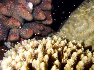 沖縄青の洞窟ダイビングショップ【マリンクラブクレアブログ】