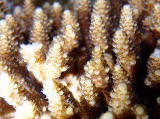 沖縄青の洞窟ダイビングショップ【マリンクラブクレアブログ】