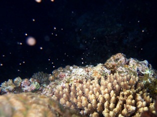 沖縄青の洞窟ダイビングショップ【マリンクラブクレアブログ】