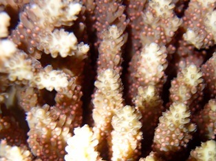 沖縄青の洞窟ダイビングショップ【マリンクラブクレアブログ】