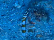 沖縄青の洞窟ダイビングショップ【マリンクラブクレアブログ】