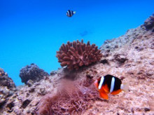 沖縄青の洞窟ダイビングショップ【マリンクラブクレアブログ】