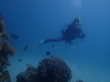 沖縄青の洞窟ダイビングショップ【マリンクラブクレアブログ】