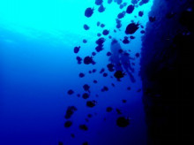 沖縄青の洞窟ダイビングショップ【マリンクラブクレアブログ】