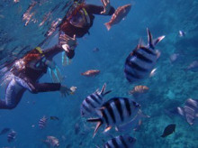 沖縄青の洞窟ダイビングショップ【マリンクラブクレアブログ】