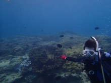 沖縄青の洞窟ダイビングショップ【マリンクラブクレアブログ】