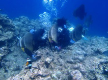 沖縄青の洞窟ダイビングショップ【マリンクラブクレアブログ】