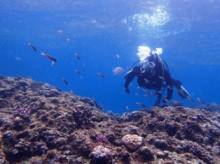 沖縄青の洞窟ダイビングショップ【マリンクラブクレアブログ】