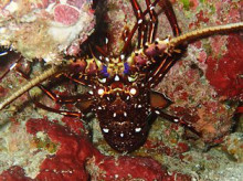 沖縄青の洞窟ダイビングショップ【マリンクラブクレアブログ】