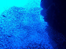 沖縄青の洞窟ダイビングショップ【マリンクラブクレアブログ】