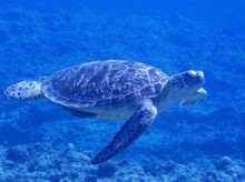 沖縄青の洞窟ダイビングショップ【マリンクラブクレアブログ】