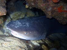 沖縄青の洞窟ダイビングショップ【マリンクラブクレアブログ】