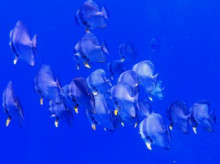 沖縄青の洞窟ダイビングショップ【マリンクラブクレアブログ】