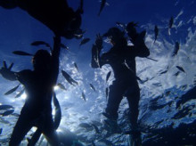 沖縄青の洞窟ダイビングショップ【マリンクラブクレアブログ】