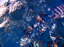 沖縄青の洞窟ダイビングショップ【マリンクラブクレアブログ】