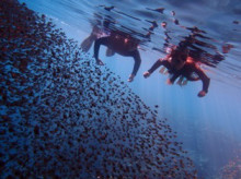 沖縄青の洞窟ダイビングショップ【マリンクラブクレアブログ】