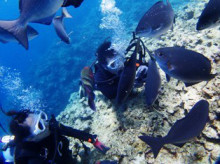 沖縄青の洞窟ダイビングショップ【マリンクラブクレアブログ】