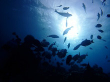 沖縄青の洞窟ダイビングショップ【マリンクラブクレアブログ】