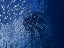 沖縄青の洞窟ダイビングショップ【マリンクラブクレアブログ】