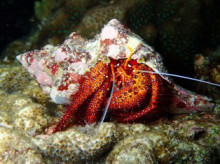 沖縄青の洞窟ダイビングショップ【マリンクラブクレアブログ】