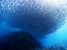 沖縄青の洞窟ダイビングショップ【マリンクラブクレアブログ】