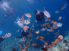 沖縄青の洞窟ダイビングショップ【マリンクラブクレアブログ】