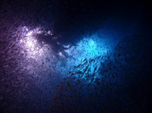 沖縄青の洞窟ダイビングショップ【マリンクラブクレアブログ】