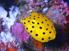 沖縄青の洞窟ダイビングショップ【マリンクラブクレアブログ】