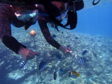 沖縄青の洞窟ダイビングショップ【マリンクラブクレアブログ】