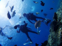 沖縄青の洞窟ダイビングショップ【マリンクラブクレアブログ】