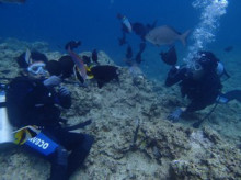 沖縄青の洞窟ダイビングショップ【マリンクラブクレアブログ】