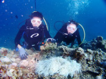 沖縄青の洞窟ダイビングショップ【マリンクラブクレアブログ】