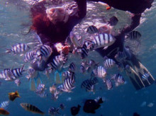 沖縄青の洞窟ダイビングショップ【マリンクラブクレアブログ】