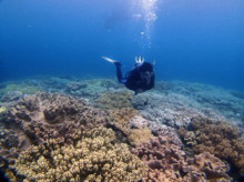 沖縄青の洞窟ダイビングショップ【マリンクラブクレアブログ】