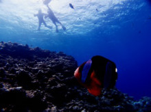 沖縄青の洞窟ダイビングショップ【マリンクラブクレアブログ】