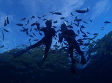 沖縄青の洞窟ダイビングショップ【マリンクラブクレアブログ】