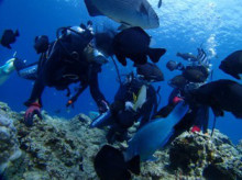 沖縄青の洞窟ダイビングショップ【マリンクラブクレアブログ】