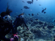 沖縄青の洞窟ダイビングショップ【マリンクラブクレアブログ】