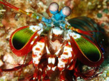 沖縄青の洞窟ダイビングショップ【マリンクラブクレアブログ】