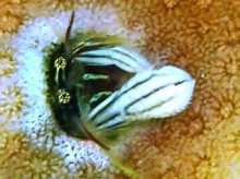 沖縄青の洞窟ダイビングショップ【マリンクラブクレアブログ】