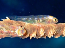 沖縄青の洞窟ダイビングショップ【マリンクラブクレアブログ】